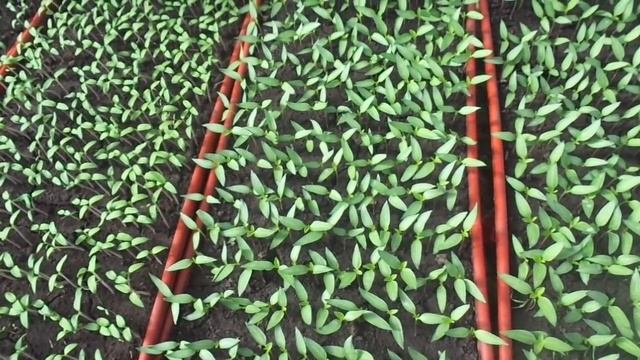 КАК СЕГОДНЯ ВЫГЛЯДЯТ ТОМАТЫ ДЛЯ ТОННЕЛЕЙ. Ольга Чернова. смотреть онлайн