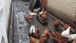 ? петух топчет мускусных уток, молодые куры уже несутся, 31 января 2021 г.