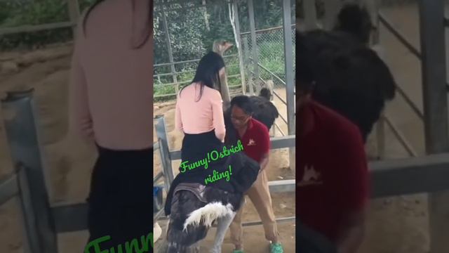 Funny!Ostrich riding _ MyDreamTV #shorts