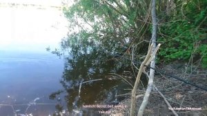 Якутия. Рыбалка на протоке. Yakutia. Fishing on the channel.