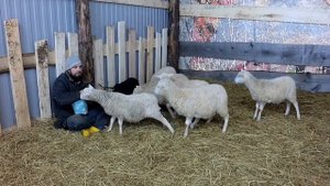 АДАПТИРОВАЛ ЩЕНЯТ К ЯГНЯТАМ. ХУТОР ЗАГАЙКИ