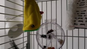 аратинга попугай  Новый домик и игрушки