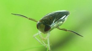 Насекомое: Гребляк зубчатокрылый   подробное описание.