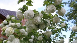 Калина Бульденеж