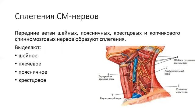 Спинномозговые нервы - анатомия смотреть онлайн