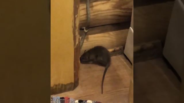 Крыса в Архангельской слободе смотреть онлайн