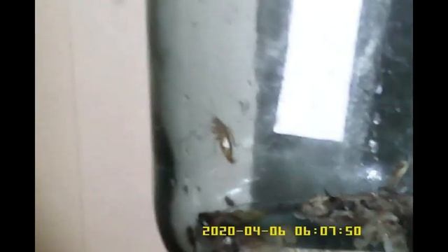 ♥Банка ловушка тараканов !