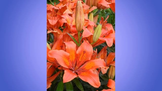 Краски лета. Лилии и лилейники смотреть онлайн