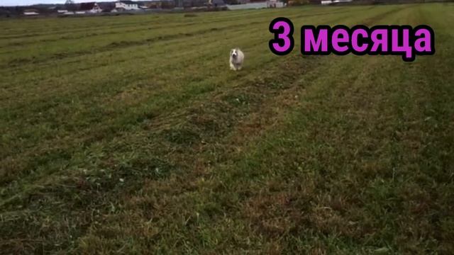 ЗЛОЙ АЛАБАЙ ВЫРОС из Щенка в Волкодава || Среднеазиатская овчарка | Азиат смотреть онлайн