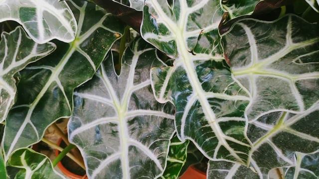 доброе утро всем 😁 good morning 🌞 בוקר טוב לכולם смотреть онлайн