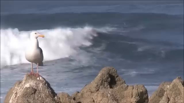 Прибой. Музыка  Сергея Чекалина. Surf. Music by Sergei Chekalin.