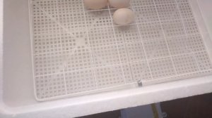 обзор автоматического инкубатора Несушка на 63 яйца