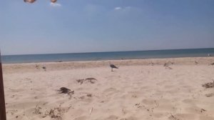 13 баклан смеётся 2