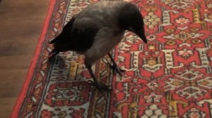 Птенец серой вороны дома. Кормление вороненка. Crow at home