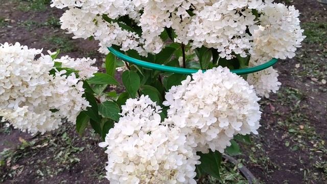 Гортензия королева осеннего сада! смотреть онлайн