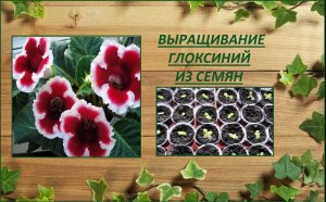 Глоксинии выращивание из семян