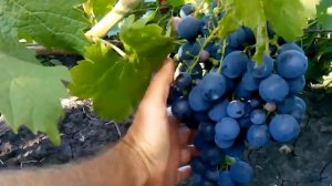 СОРТ винограда византия урожай2015 в условиях харьковской обл