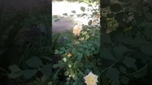 Плетистая роза «Мишка»и почвопокровная роза «Хеллоу».