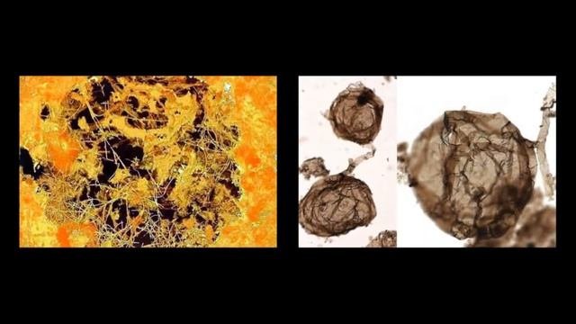 Ученые нашли самый древний многоклеточный организм на Земле