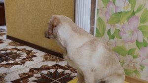 У лабрадора разъезжаются лапки на скользком полу