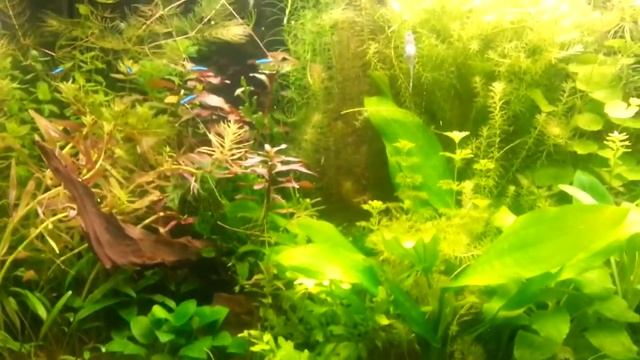 Аквариум 150 литров смотреть онлайн