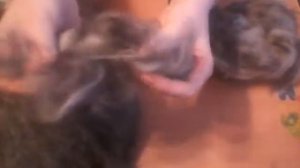 /Учимся новому рукоделию/Валяем и вяжем из шерсти/Сравниваем кошачью и овечью шерсть