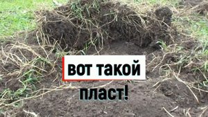 Как удалить пырей.