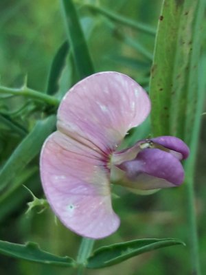 164. Чина лесная - Lathyrus sylvestris