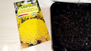 Бархатцы тагетес. Посев