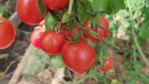 Достоинства и недостатки детерминантных и индетерминантных томатов