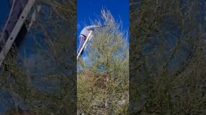 обрезка лиственницы