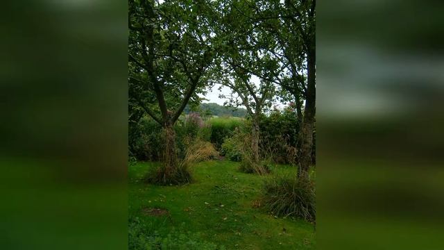 Деревья, которые нельзя сажать рядом смотреть онлайн