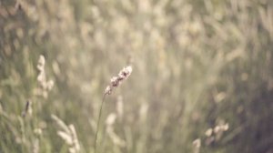 Olympus om-d e-m10 mark III and 7artisans 25mm f1.8 micro 4/3 video test