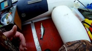 Ловля судака в Ростове-на-Дону,