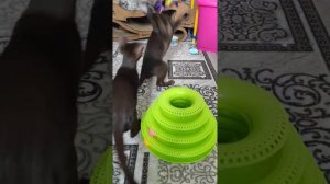 Ориентальные котята 3,5 месяца ( Адам и Амур)