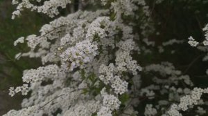 Hoa Spiraea thunbergii