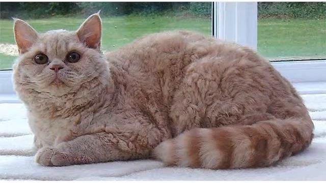 Selkirk Rex Curly longhair and shorthair cats смотреть онлайн