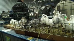 Ярмарка голубей "Голубиный рай" Москва.21.11.20#голуби#голубеводство#ярмаркаголубей#pigeon#tauben