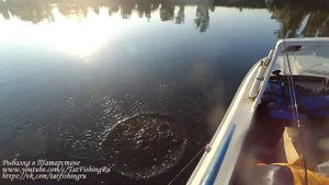 Рыбалка на Каме. Ловим сазана и не только ...
