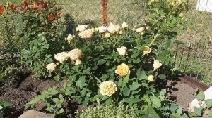 Миниатюрные розы. Как выращивать