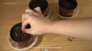 Ахименесы: посадка ризом