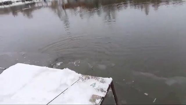 Светлые Горы Форель9 28.10.2023г. смотреть онлайн