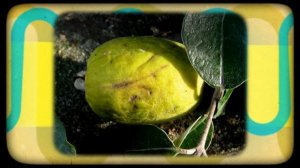 Акка Зеллова - или фейхоа. Очень вкусно.  Acca sellowiana