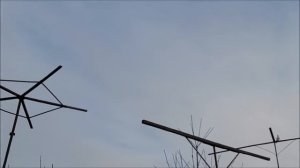 Сельские голуби, бойные голуби. Обзор голубей, кормление с руки.          8 988 104 82 52 Владимир.