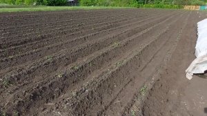 Первое окучивание Картофеля на МОТОБЛОКЕ 2023 ! ДИСКОВЫЙ Окучник !