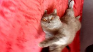 Гладим кота