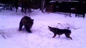 Восточно сибирская лайка. Притравка по медведю.