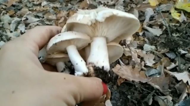 Тополинная рядовка.  ПОДТОПОЛЬНИК.