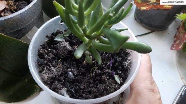 АСПАРАГУС - от посева до молодых растений. смотреть онлайн