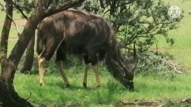 THE NYALA ALSO CALLED INYALA смотреть онлайн